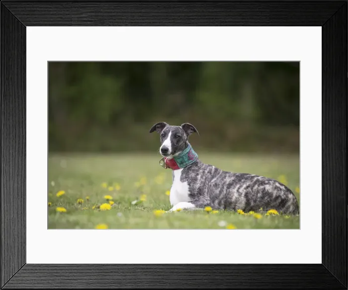 Framed Print : Picture No. 11807995 Framed Print : Picture No. 11807995