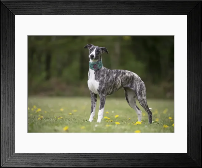 Framed Print : Picture No. 11807996 Framed Print : Picture No. 11807996