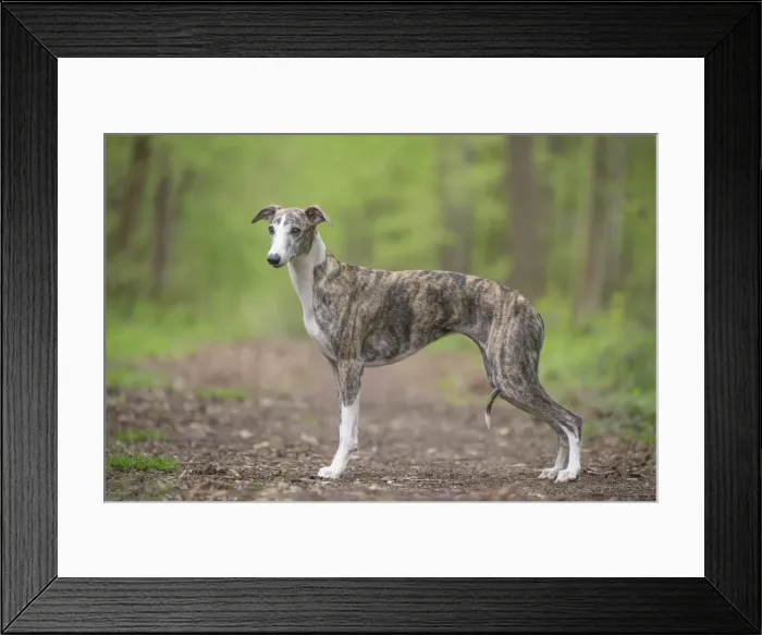 Framed Print : Picture No. 11807997 Framed Print : Picture No. 11807997