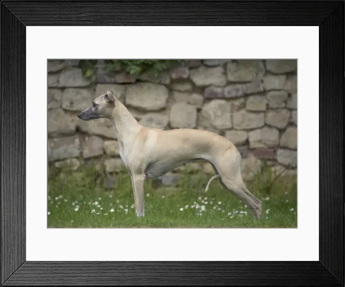 Framed Print : Picture No. 11807998 Framed Print : Picture No. 11807998