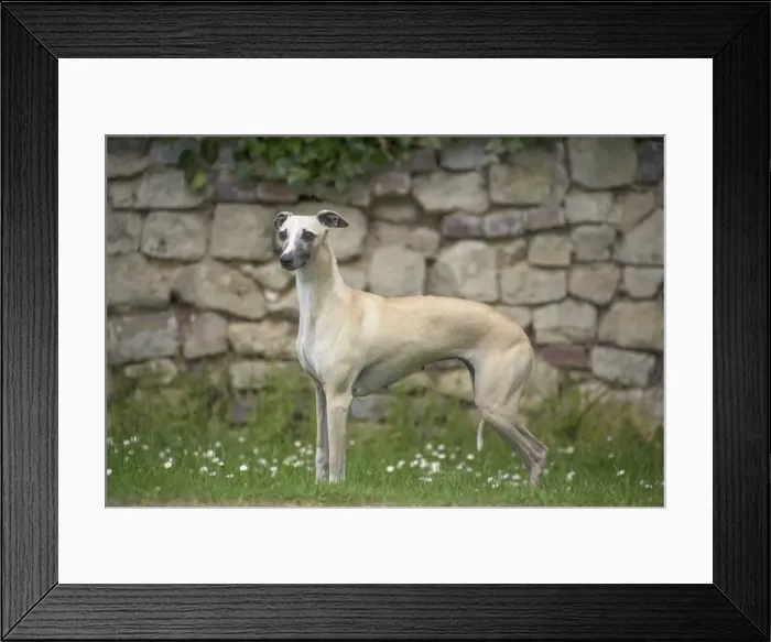 Framed Print : Picture No. 11807999 Framed Print : Picture No. 11807999
