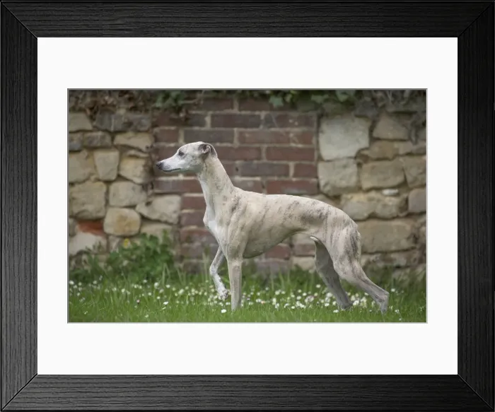 Framed Print : Picture No. 11808001 Framed Print : Picture No. 11808001