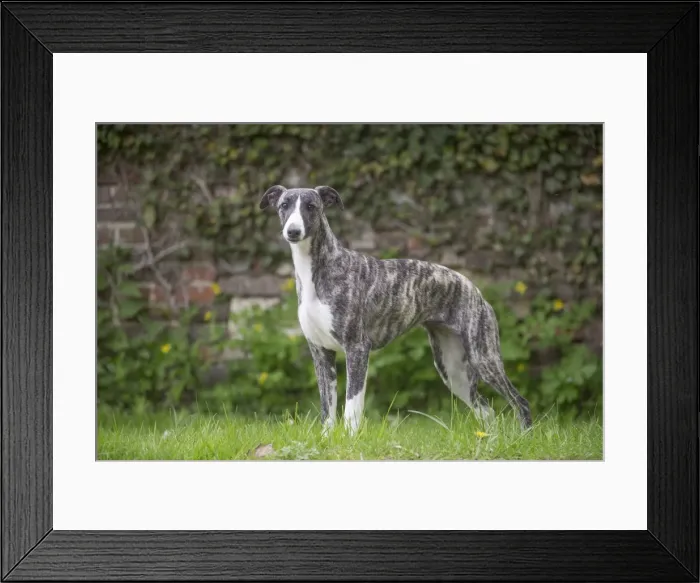 Framed Print : Picture No. 11808002 Framed Print : Picture No. 11808002