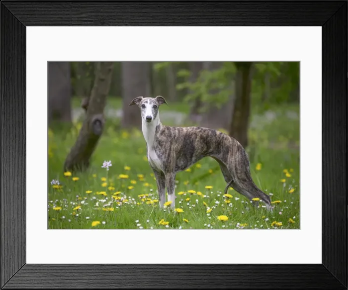 Framed Print : Picture No. 11808003 Framed Print : Picture No. 11808003