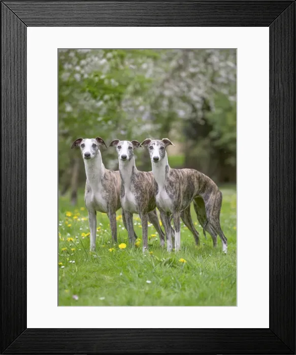 Framed Print : Picture No. 11808004 Framed Print : Picture No. 11808004