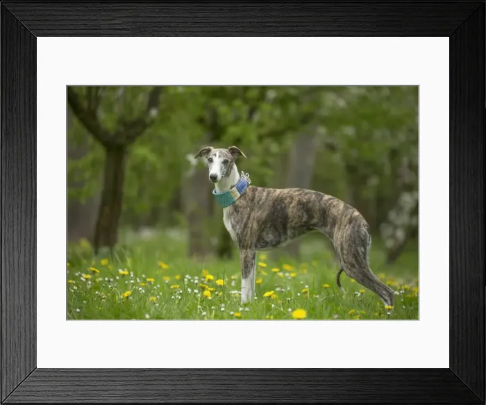 Framed Print : Picture No. 11808005 Framed Print : Picture No. 11808005