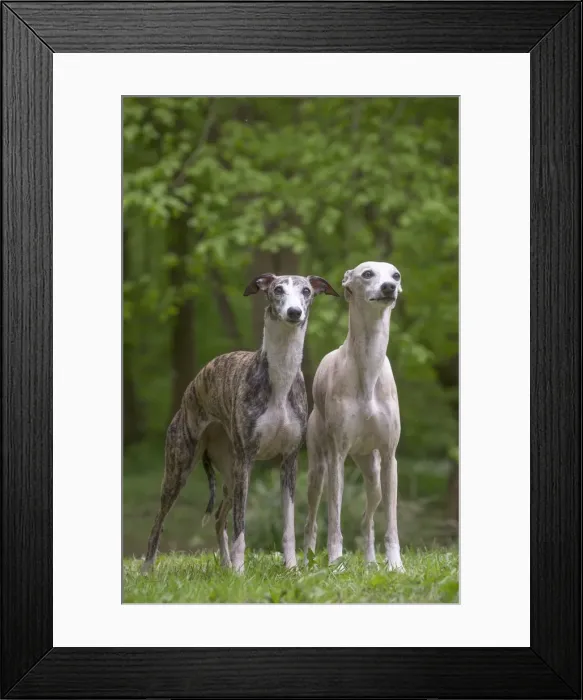 Framed Print : Picture No. 11808006 Framed Print : Picture No. 11808006