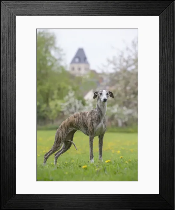 Framed Print : Picture No. 11808007 Framed Print : Picture No. 11808007