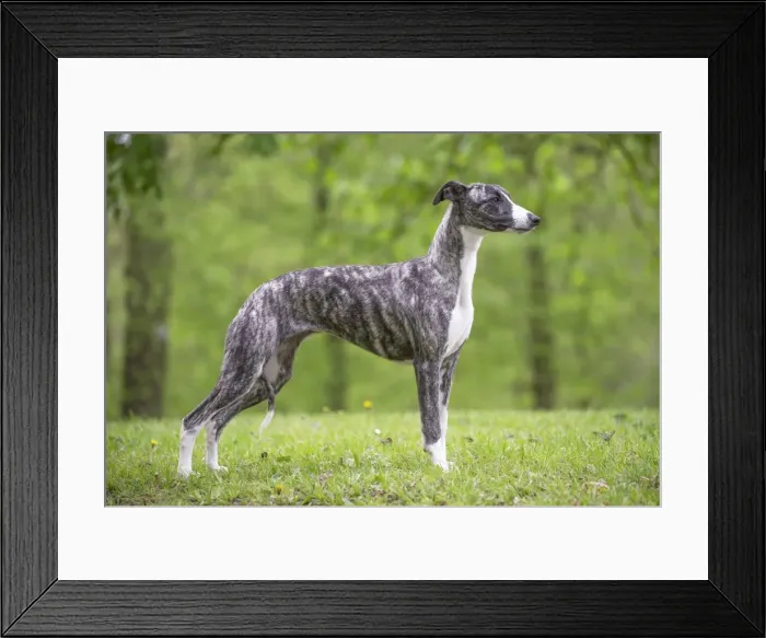 Framed Print : Picture No. 11808008 Framed Print : Picture No. 11808008