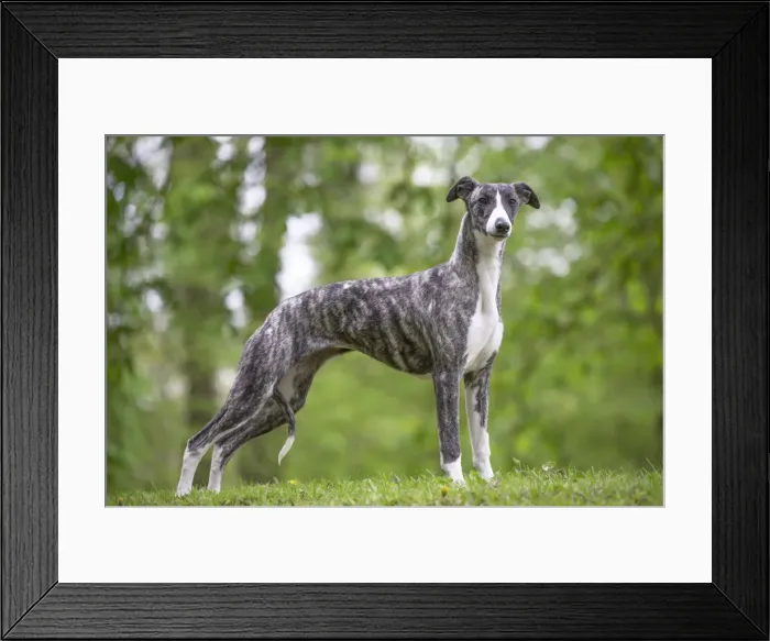 Framed Print : Picture No. 11808009 Framed Print : Picture No. 11808009
