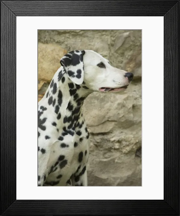 Framed Print : Picture No. 11808011 Framed Print : Picture No. 11808011