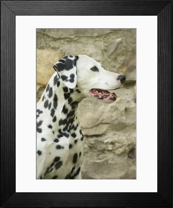 Framed Print : Picture No. 11808012 Framed Print : Picture No. 11808012