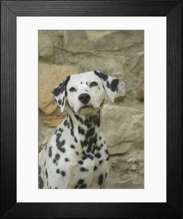 Framed Print : Picture No. 11808013 Framed Print : Picture No. 11808013