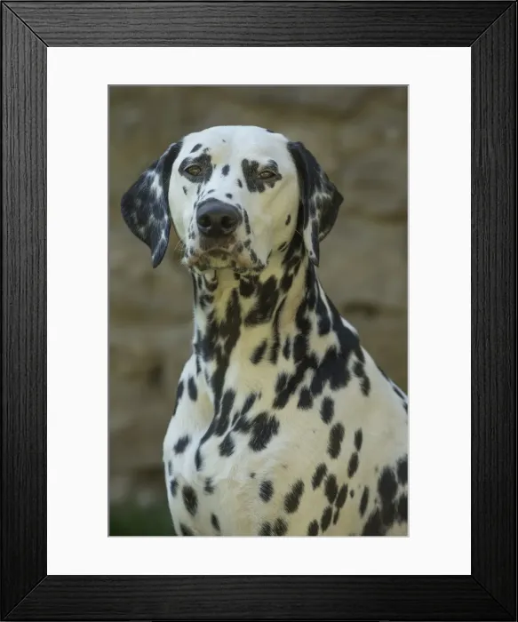 Framed Print : Picture No. 11808014 Framed Print : Picture No. 11808014