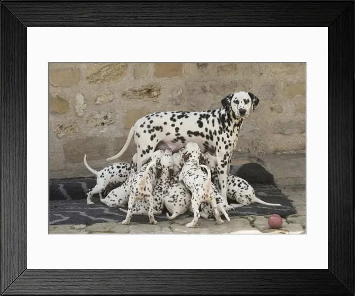 Framed Print : Picture No. 11808015 Framed Print : Picture No. 11808015