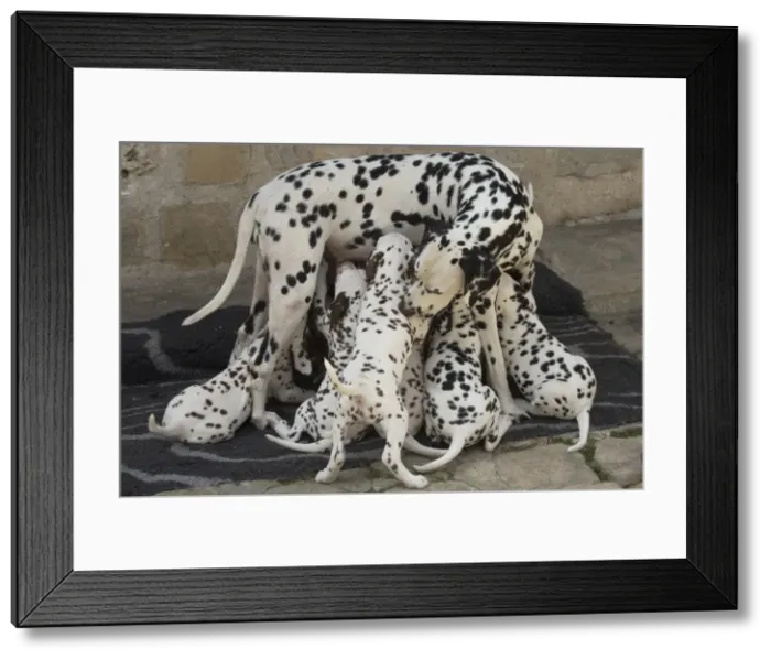 Framed Print : Picture No. 11808016 Framed Print : Picture No. 11808016