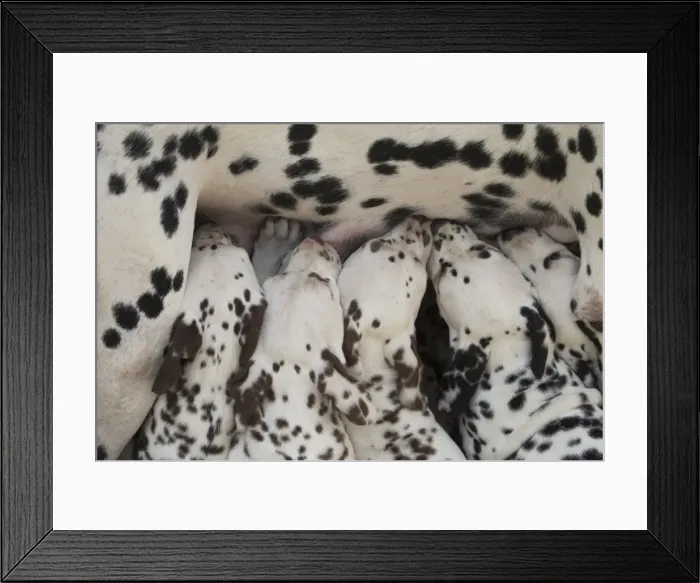 Framed Print : Picture No. 11808017 Framed Print : Picture No. 11808017