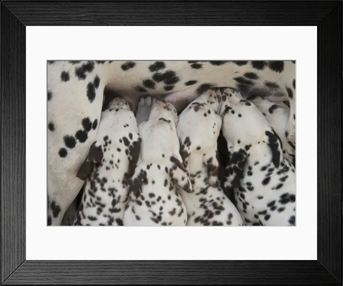 Framed Print : Picture No. 11808018 Framed Print : Picture No. 11808018