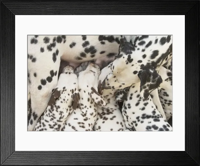 Framed Print : Picture No. 11808019 Framed Print : Picture No. 11808019