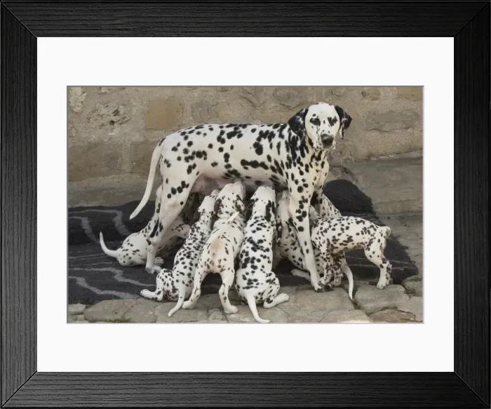 Framed Print : Picture No. 11808020 Framed Print : Picture No. 11808020