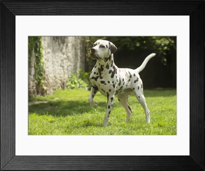Framed Print : Picture No. 11808021 Framed Print : Picture No. 11808021