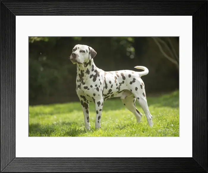 Framed Print : Picture No. 11808022 Framed Print : Picture No. 11808022