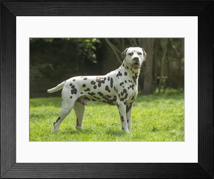Framed Print : Picture No. 11808023 Framed Print : Picture No. 11808023
