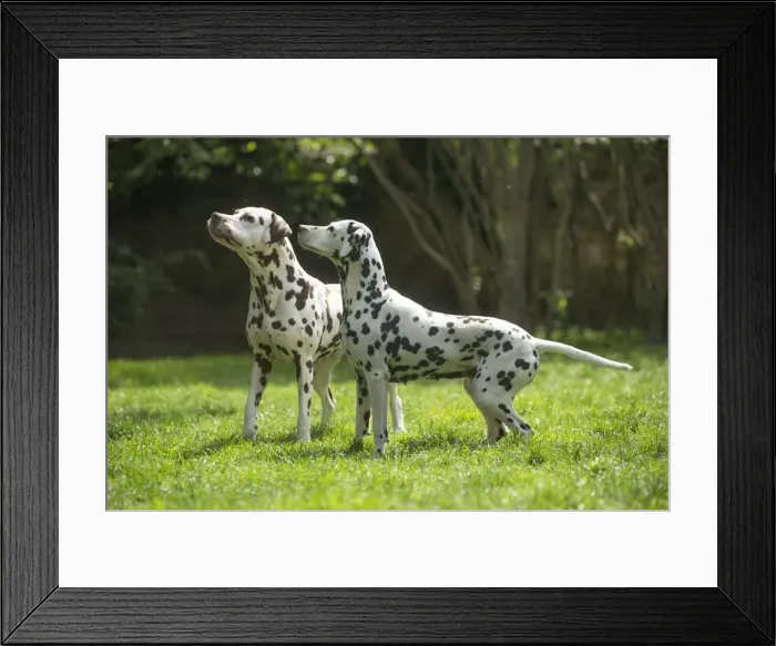 Framed Print : Picture No. 11808024 Framed Print : Picture No. 11808024
