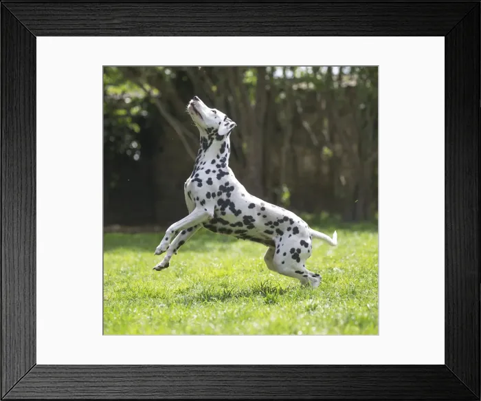 Framed Print : Picture No. 11808025 Framed Print : Picture No. 11808025