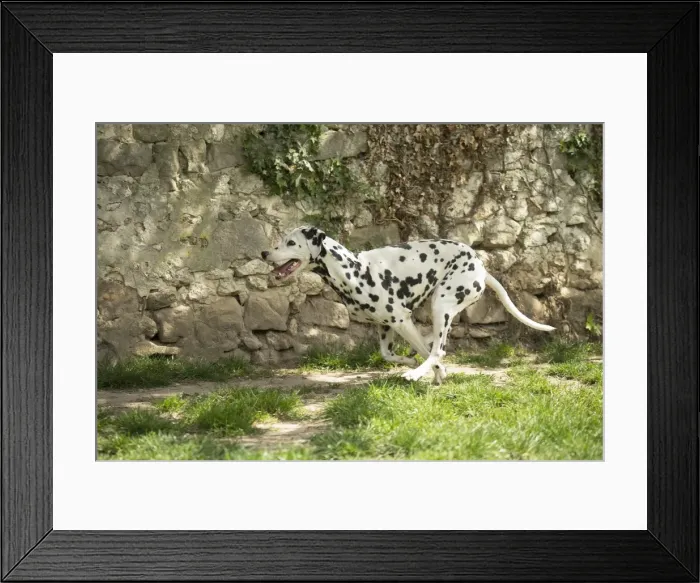 Framed Print : Picture No. 11808026 Framed Print : Picture No. 11808026