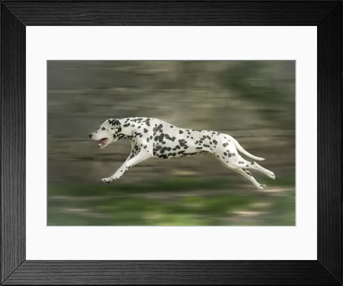 Framed Print : Picture No. 11808027 Framed Print : Picture No. 11808027