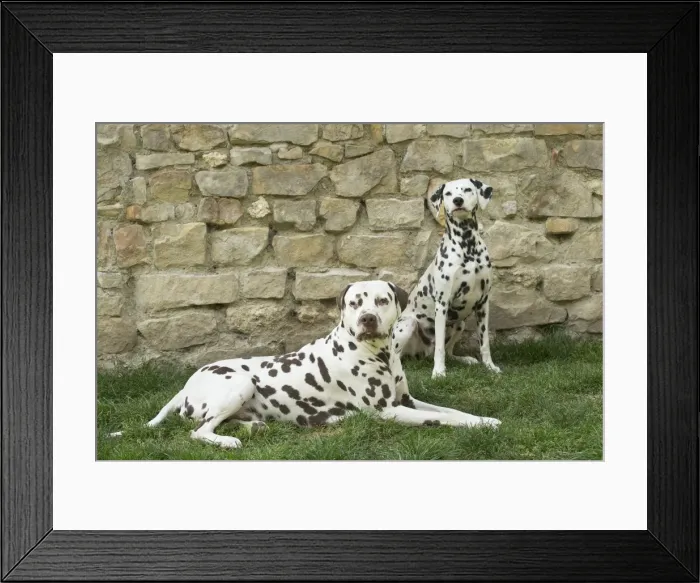Framed Print : Picture No. 11808029 Framed Print : Picture No. 11808029