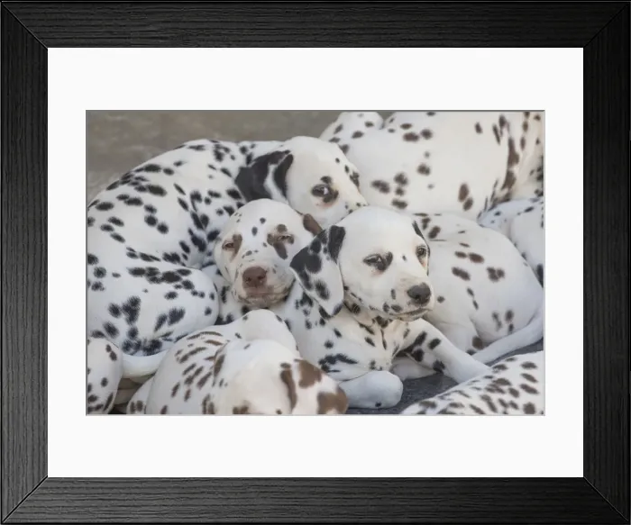 Framed Print : Picture No. 11808031 Framed Print : Picture No. 11808031