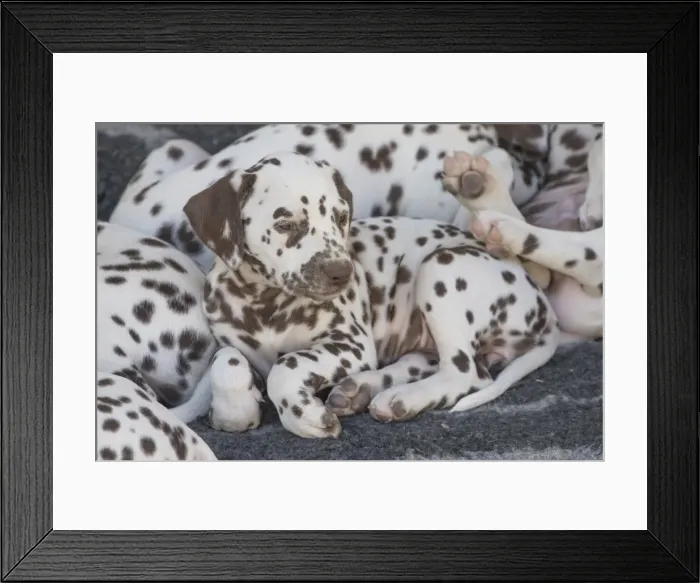 Framed Print : Picture No. 11808033 Framed Print : Picture No. 11808033