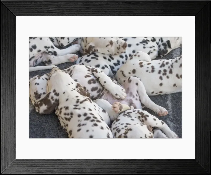 Framed Print : Picture No. 11808034 Framed Print : Picture No. 11808034
