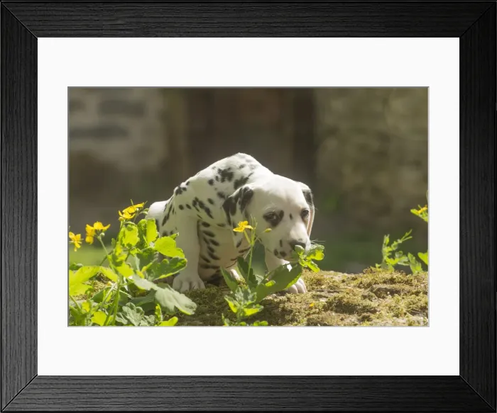 Framed Print : Picture No. 11808036 Framed Print : Picture No. 11808036