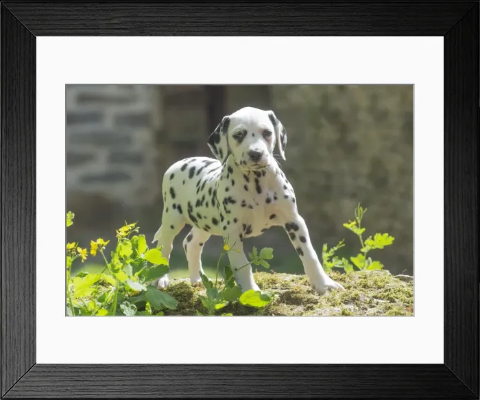 Framed Print : Picture No. 11808037 Framed Print : Picture No. 11808037