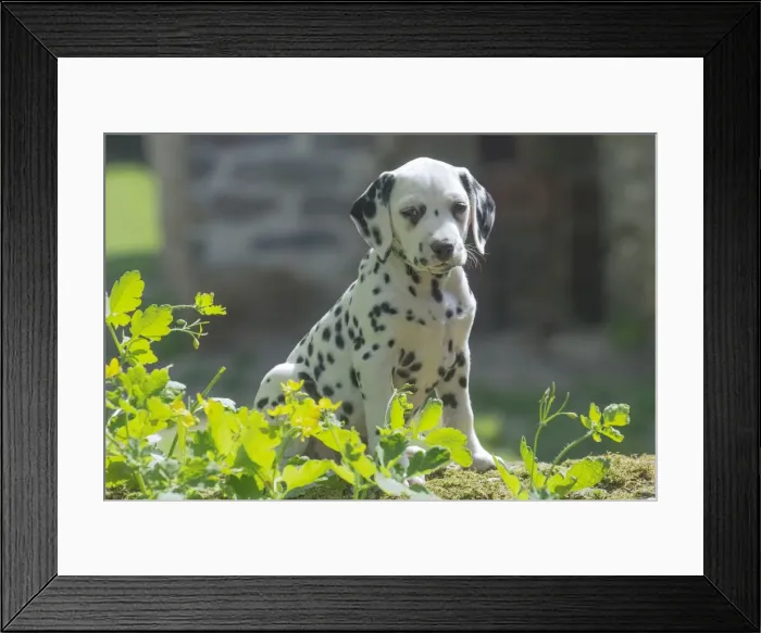 Framed Print : Picture No. 11808038 Framed Print : Picture No. 11808038