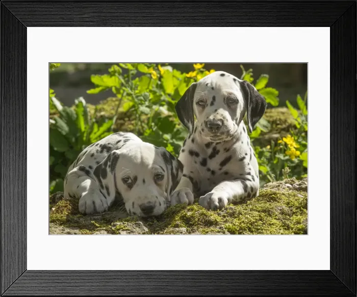 Framed Print : Picture No. 11808039 Framed Print : Picture No. 11808039