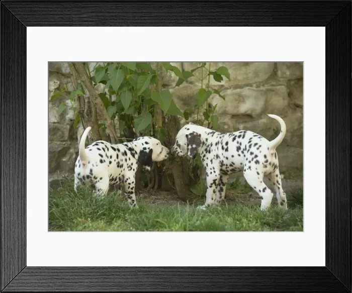 Framed Print : Picture No. 11808040 Framed Print : Picture No. 11808040