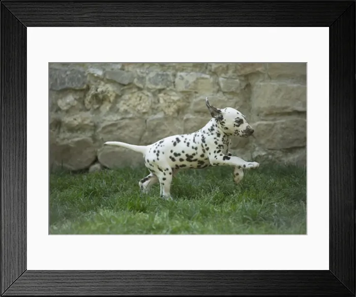 Framed Print : Picture No. 11808041 Framed Print : Picture No. 11808041
