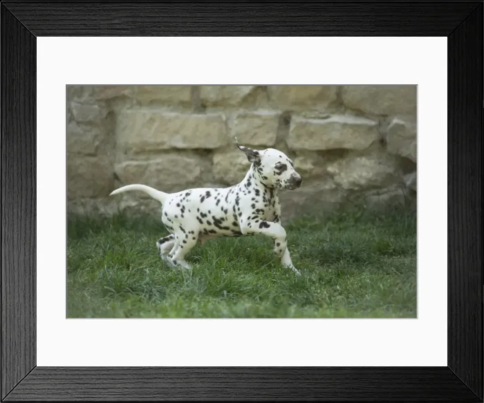 Framed Print : Picture No. 11808042 Framed Print : Picture No. 11808042