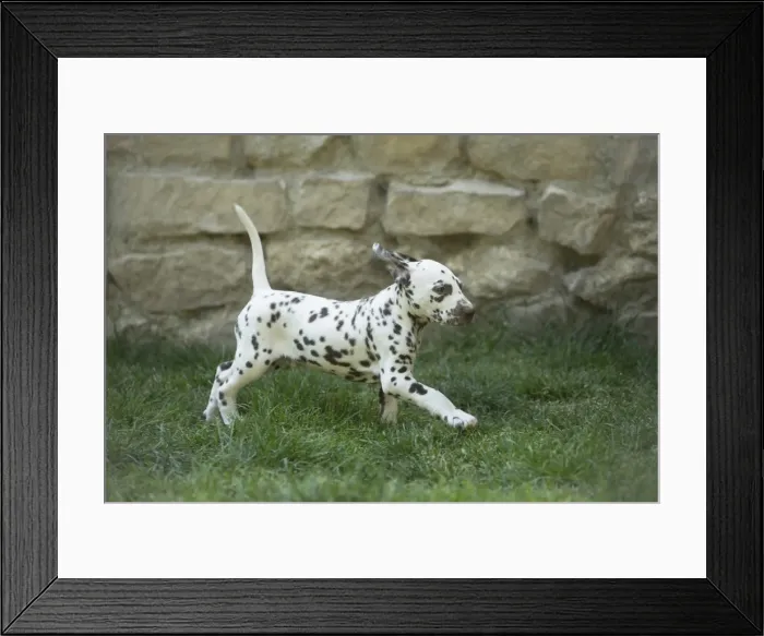 Framed Print : Picture No. 11808043 Framed Print : Picture No. 11808043