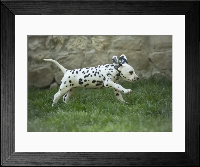 Framed Print : Picture No. 11808044 Framed Print : Picture No. 11808044
