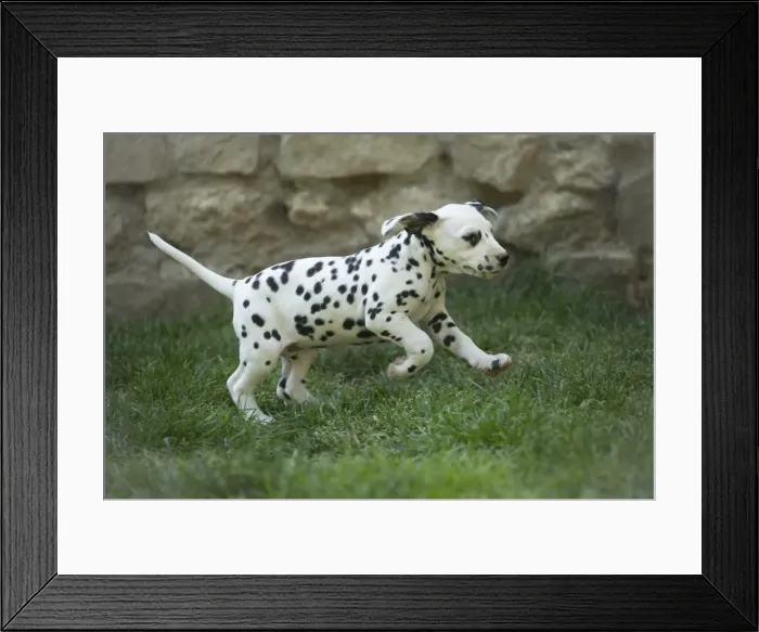 Framed Print : Picture No. 11808045 Framed Print : Picture No. 11808045