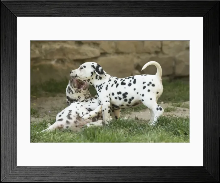 Framed Print : Picture No. 11808046 Framed Print : Picture No. 11808046
