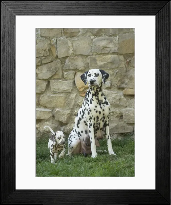 Framed Print : Picture No. 11808047 Framed Print : Picture No. 11808047