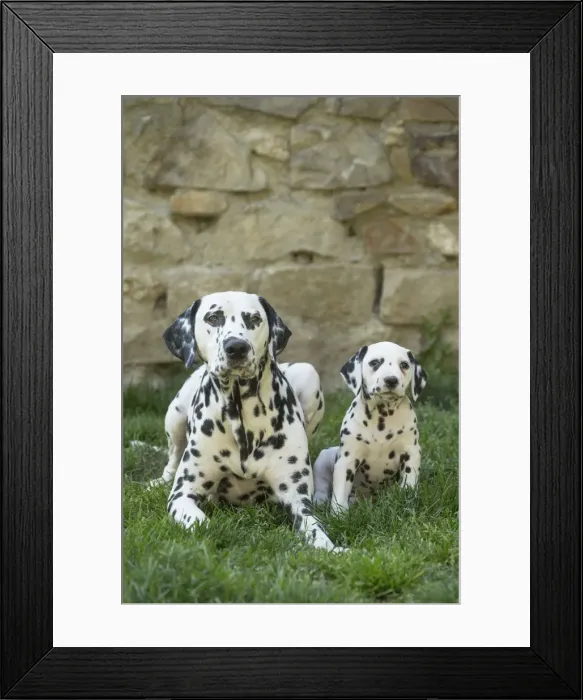 Framed Print : Picture No. 11808048 Framed Print : Picture No. 11808048
