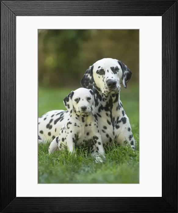 Framed Print : Picture No. 11808050 Framed Print : Picture No. 11808050