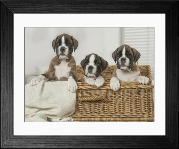 Framed Print : Picture No. 11808052 Framed Print : Picture No. 11808052